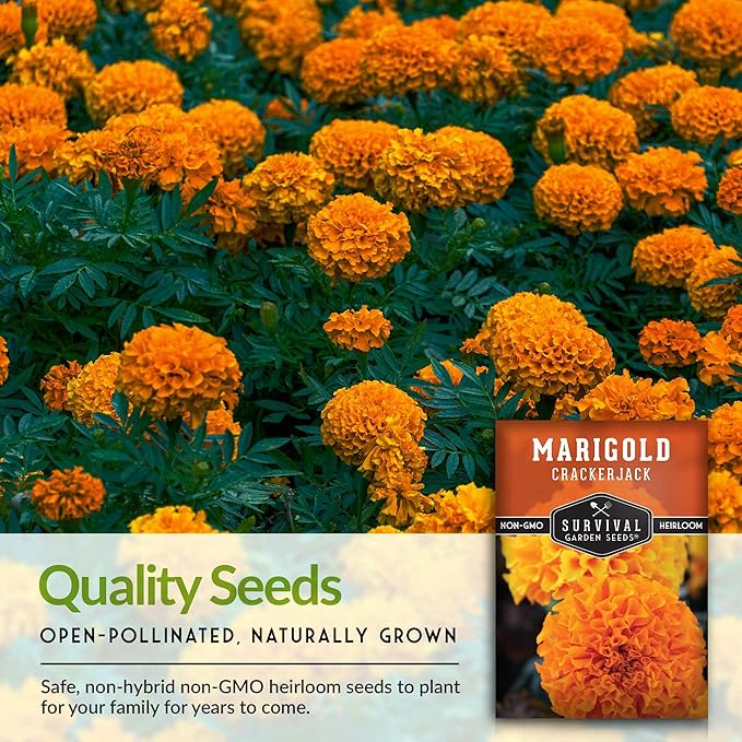 Survival Garden Seeds - Crackerjack Marigold Seed for Planting - 3 Packs with Instructions to Plant and Grow in Your Home Vegetable Garden - Non-GMO Heirloom Variety