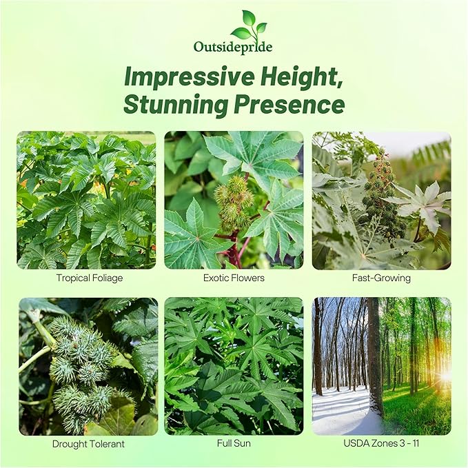 Outsidepride 100 Seeds Annual Ricinus Communis Castor Bean Zanzibariensis Flower Seeds for Planting