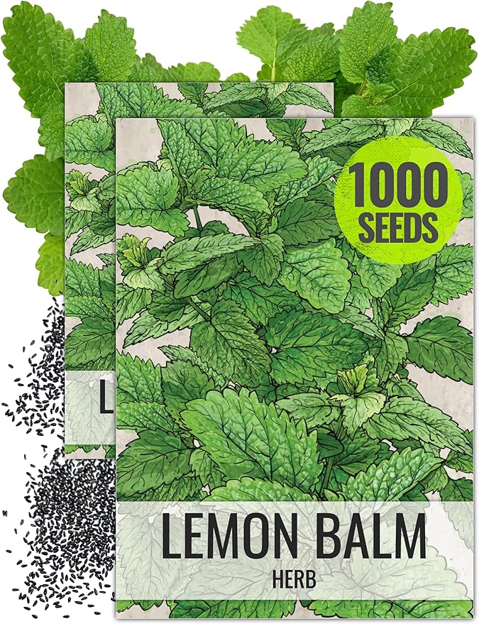 Seed Needs Lemon Balm Seeds for Planting - Non-GMO, Heirloom & Untreated Perennial Medicinal Herb - Plant Indoors/Outdoors Used for Making Calming Tea (2 Packs)