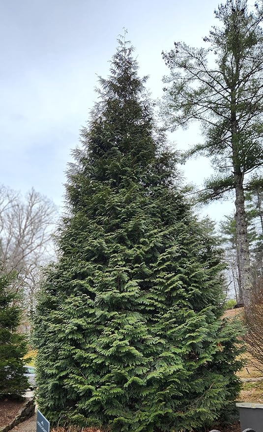 Thuja Green Giant Arborvitae Tree, 3 Inch Pot