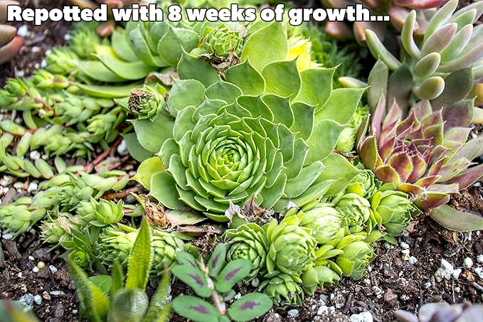 Sempervivum Succulents Plants Live Indoor Plants (3PK), Sempervivum Plants Live Houseplants, Hen and Chicks Live Plants Indoor House Plants, Rosette Succulent Plants in Plant Pots by Plants for Pets