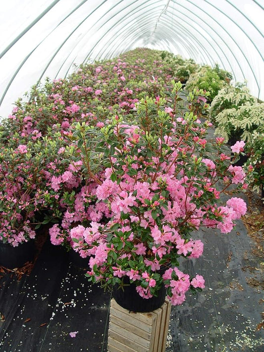 Green Promise Farms Rhododendron X `OLGA MEZITT` Evergreen, 3 Size Container, deep Pink Flowers