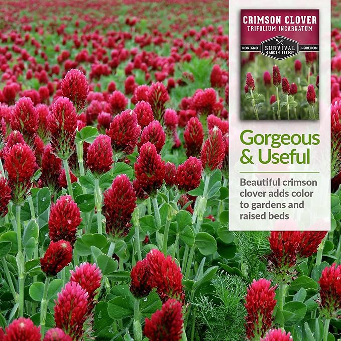 Crimson Clover Seed for Planting - 5 Packets with Instructions to Plant & Grow Flowers or Cover Crop in Your Home Vegetable Garden - Non-GMO Heirloom Variety - Survival Garden Seeds