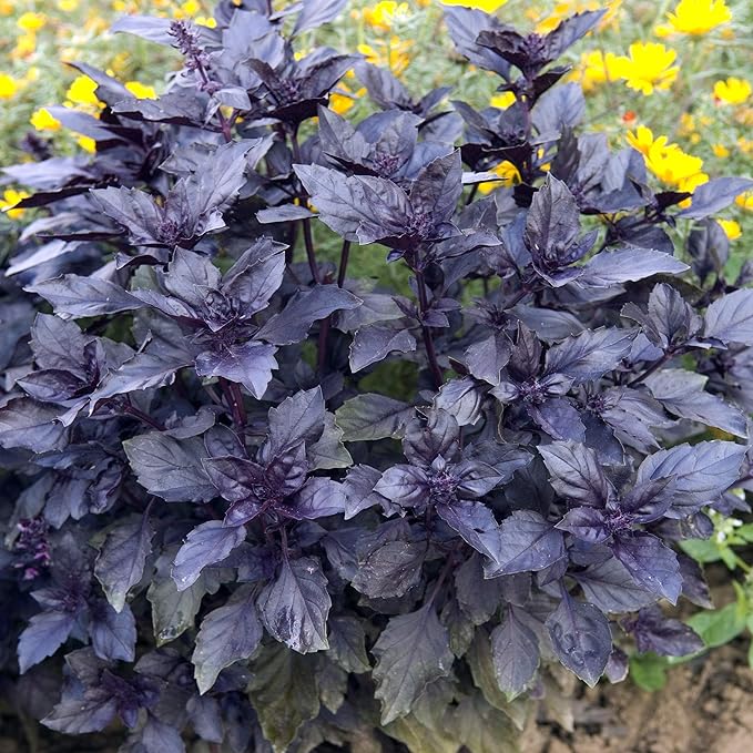 Outsidepride Dark Opal Basil Seeds – 1000 Pieces Annual Purple Basil Herb Seeds, Non-GMO, Ideal for Indoor & Outdoor Gardens, Aromatic Herb Borders for Fresh Flavor & Fragrant Foliage (AAS Winner)