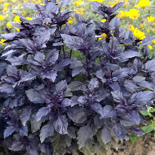 Outsidepride Dark Opal Basil Seeds – 1000 Pieces Annual Purple Basil Herb Seeds, Non-GMO, Ideal for Indoor & Outdoor Gardens, Aromatic Herb Borders for Fresh Flavor & Fragrant Foliage (AAS Winner)