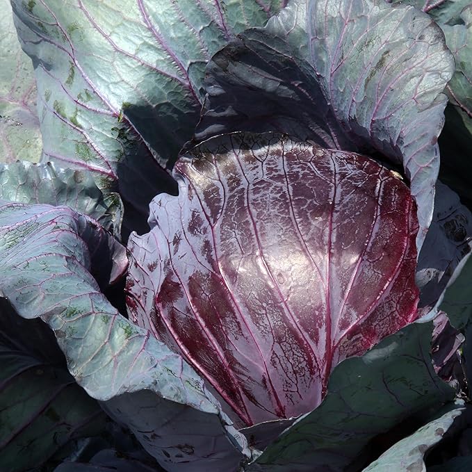 Organic Cabbage Seeds (Red Acre) - Approx 750 Seeds - Certified Organic, Non-GMO, Open Pollinated, Heirloom, USA Origin
