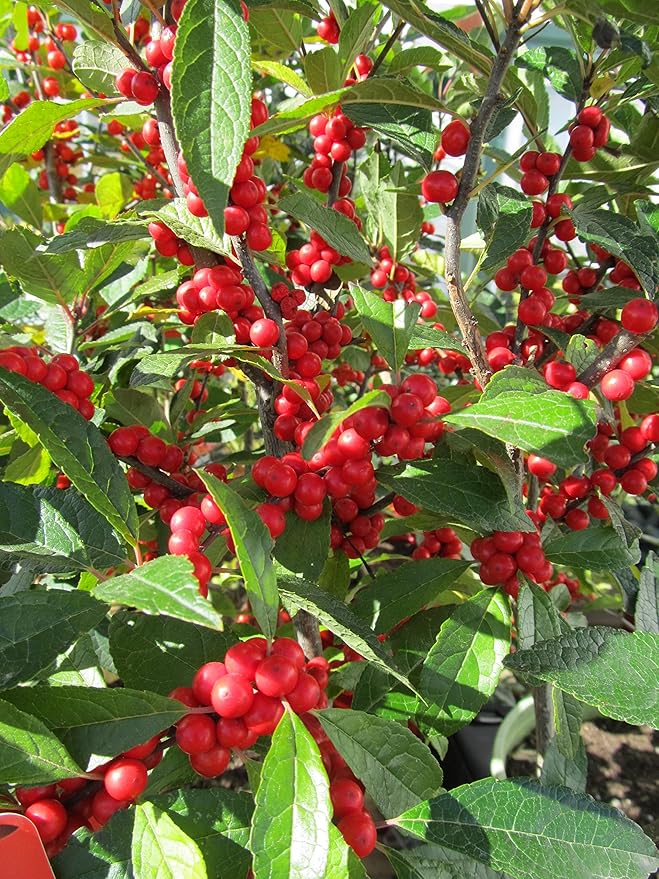 Ilex verticillata 'Winter Red' (Winterberry) Shrub, sm bright red fruit, #2 - Size Container