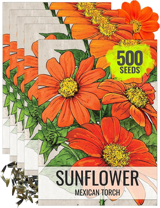 Seed Needs, Mexican Sunflower Seeds - 100 Heirloom Seeds for Planting Tithonia rotundifolia - Annual Wildflower That Attracts Pollinators/Butterflies (5 Packs)