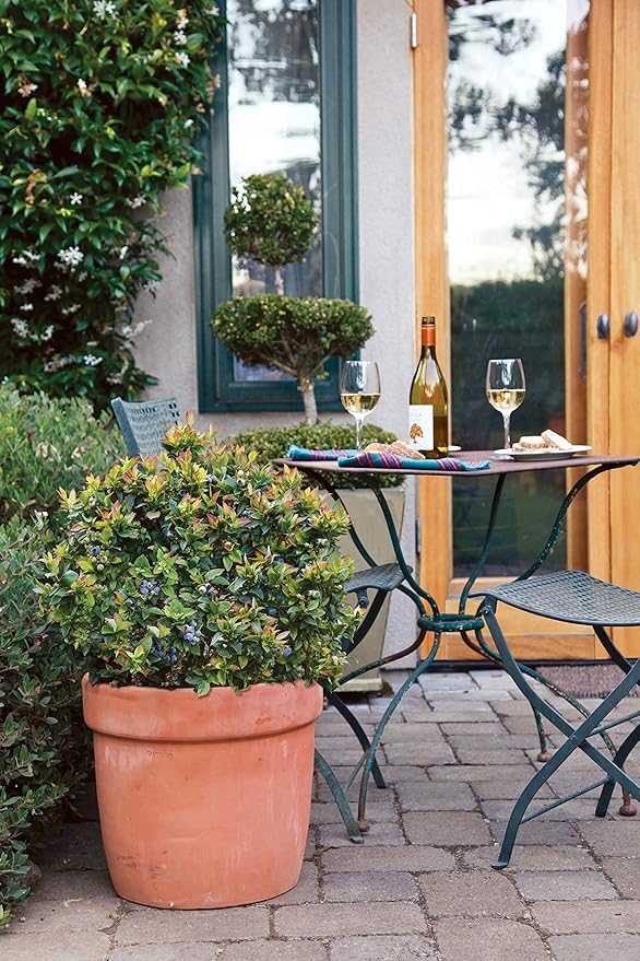 Bushel and Berry™ - Vaccinium x Jelly Bean (Blueberry) Edible-Shrub, , #2 - Size Container