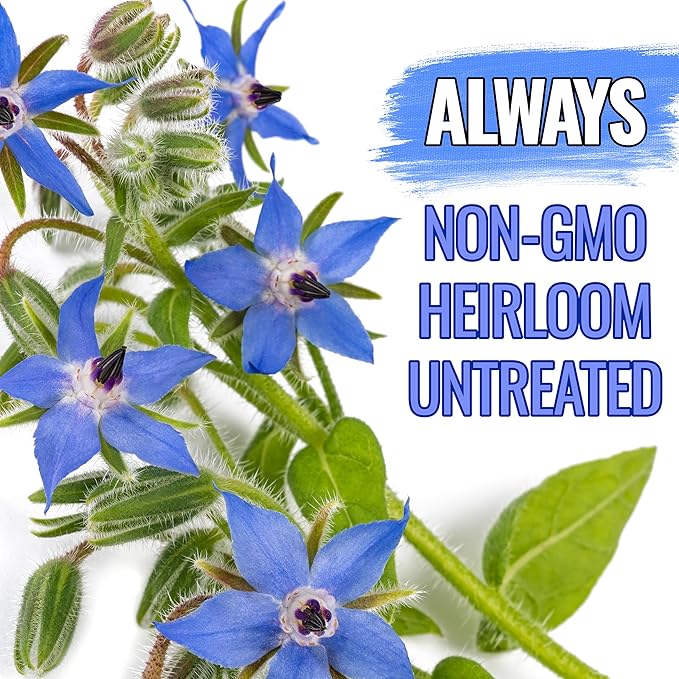 Seed Needs Blue Borage Seeds for Planting - Heirloom, Non-GMO & Untreated - Blue Star Flowers to Attract Bees, Butterflies & Other Pollinators (2 Packs)