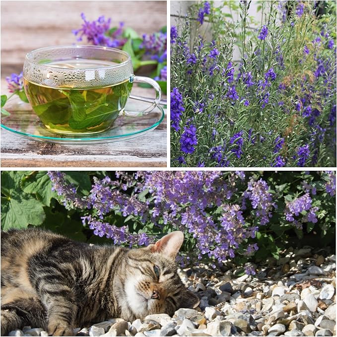 Seed Needs, Catmint Seeds for Cats - 600 Heirloom Seeds for Planting Nepeta mussinii - Perennial Flowering Medicinal Herb Non-GMO & Untreated (2 Packs)