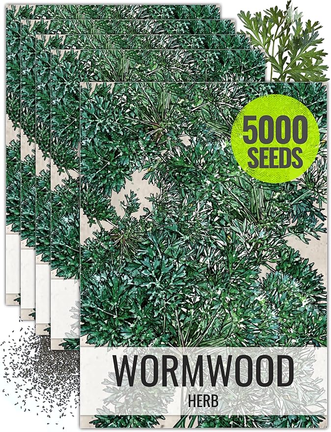 Seed Needs Wormwood Seeds for Planting - Non-GMO, Heirloom & Untreated Perennial Herb - Medicinal Herbs for Digestion & Gut Health (5 Packs)