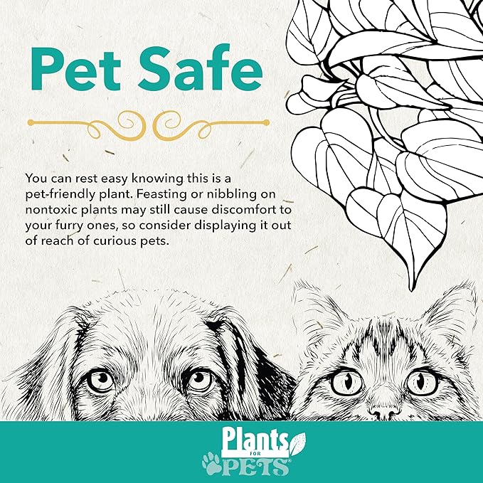 Live Money Tree Plant, Pachira Aquatica Money Tree, Feng Shui Money Tree Pachira Aquatica Plant, Pachira Plant Bonsai Tree in Planter Pot With Soil, Plants for Pets, 2.5-inch pot