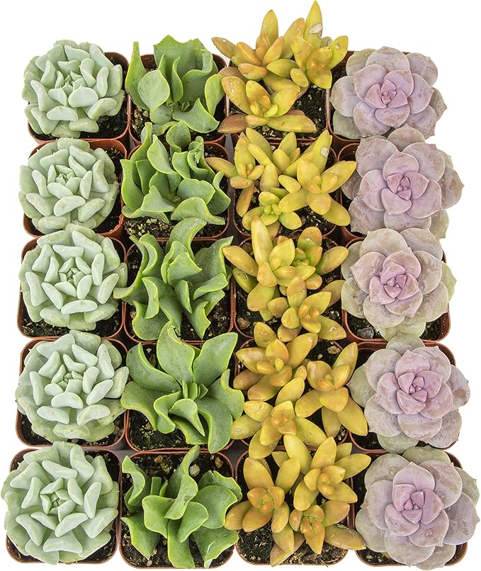 Succulents Plants Live (20PK) Potted Succulent Plants Live House Plants, Cactus Plants Live Plants Indoor Plants Live Houseplants, Indoor Plant Succulents Live Plant House Plant by Plants for Pets