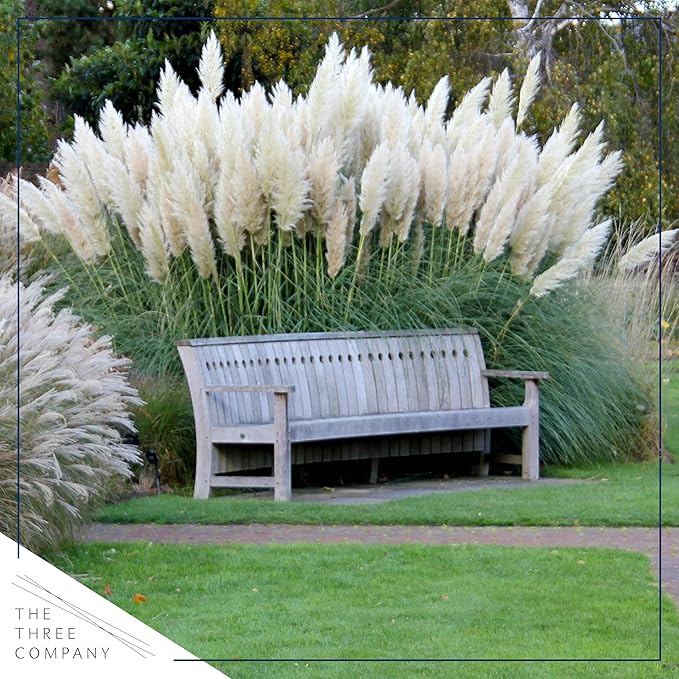 Live Perennial Pampas Grass - Assorted White and Pink (2 Per Pack), Showy Accent Plant, 12" Tall by 6" Wide in 1.5 Quart Pot (Pack of 2)