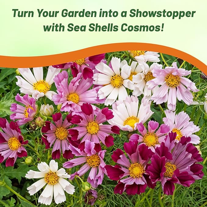 Outsidepride 250 Seeds Annual Cosmos Bipannatus Sea Shells Cut Flower Seed Mix for Planting