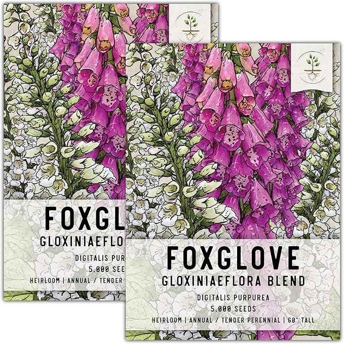 Seed Needs, Mixed Gloxiniaeflora Foxglove Seeds for Planting - Heirloom & Open Pollinated Biennial Flowers - Perfect for Butterfly Gardens & Insectaries (2 Packs)