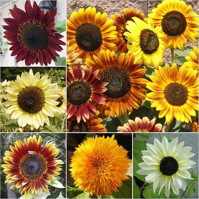 Seed Needs, Sunflower Duo 300+ Mammoth and 1,000+ Crazy Mixture Seeds (Helianthus annuus) These Sunflowers Flowers Attract Hummingbirds, Bees and Butterflies (Pollinators) Bulk