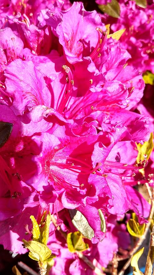 Azalea 'Girard's Fuchsia' (Azalea) Shrub, bright pink flowers, #2 - Size Container