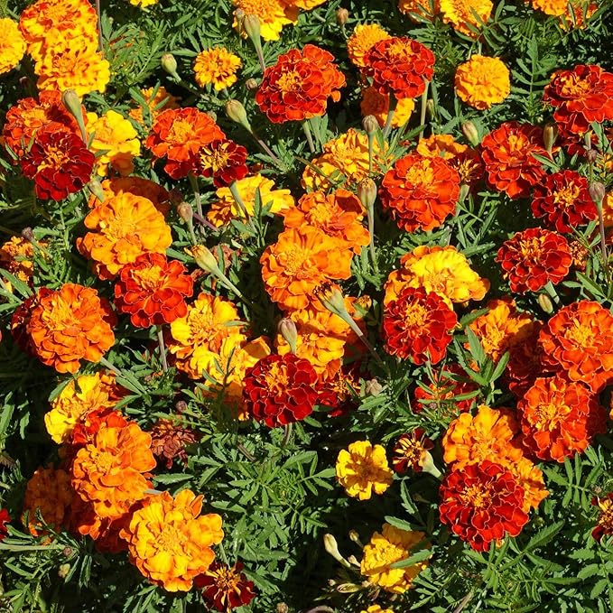 Outsidepride French Marigold Seeds Mix - 1/4 Lb. Annual, Compact, Heat & Drought Tolerant Flower Seeds for Planting w/Orange & Yellow Prolific Blooms, Ideal for Vibrant Pollinator Gardens