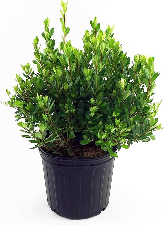 Azalea 'Blaauw's Pink' (Azalea) Shrub, salmon pink, #2 - Size Container