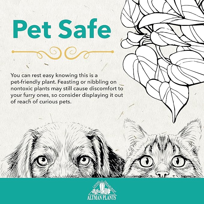 Altman Plants XL Giant Living Stones Succulents (8PK) Lithops Live Plants & Real Succulents, Pet Safe Plants & Live Succulent Plants, Pet Friendly Plants, Live Plants in 2.5" Pots with Succulent Soil