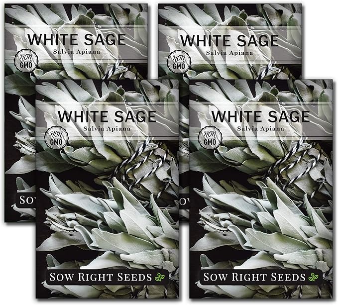 Sow Right Seeds - White Sage Seed for Planting - Non-GMO Heirloom Packet with Instructions for Planting and Growing a Home Herb Garden - Indoors or Outdoors - Make Your Own Herbal Incense (4)