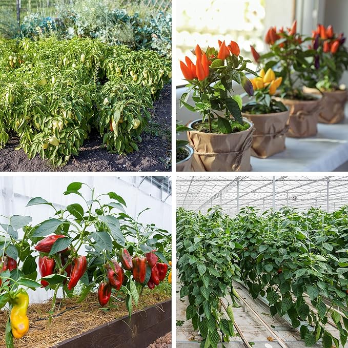600+ Pepper Seeds, Heirloom Vegetable Seed for Planting Indoor Outdoor, 10 Varieties Hot and Bell Pepper Seeds Garden Kit, Non-GMO Home Fresh Food Hydroponic Veggie Supply