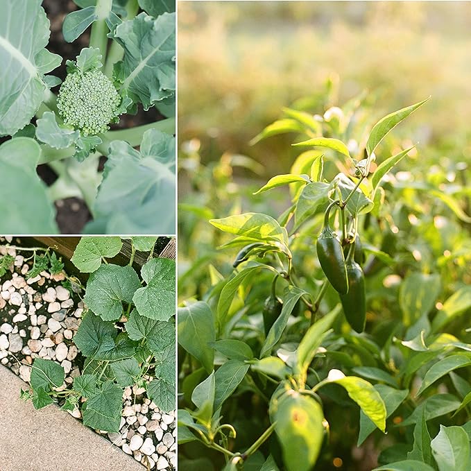 Sereniseed Certified Organic Vegetable Seeds (10-Pack) – Non GMO, Open Pollinated - Basil, Snap Pea, Broccoli, Bean, Jalapeno, Tomato, Lettuce, Cucumber, Carrot, Zucchini Seeds for Planting