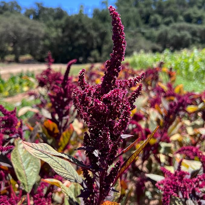 Plant Good Seed Organic Amaranth Seed Collection - Five Packets/600 Seeds Each: Chinese Giant, Dreadlocks, Green Tails, Red Dye, Callaloo - Heirloom Planting Vegetables Gardening Supplies Grain Flower
