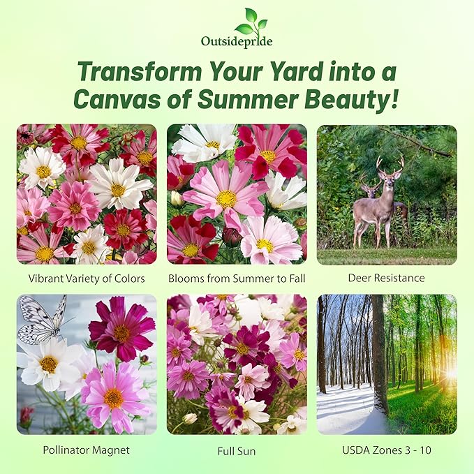 Outsidepride 500 Seeds Annual Cosmos Bipannatus Sea Shells Cut Flower Seed Mix for Planting