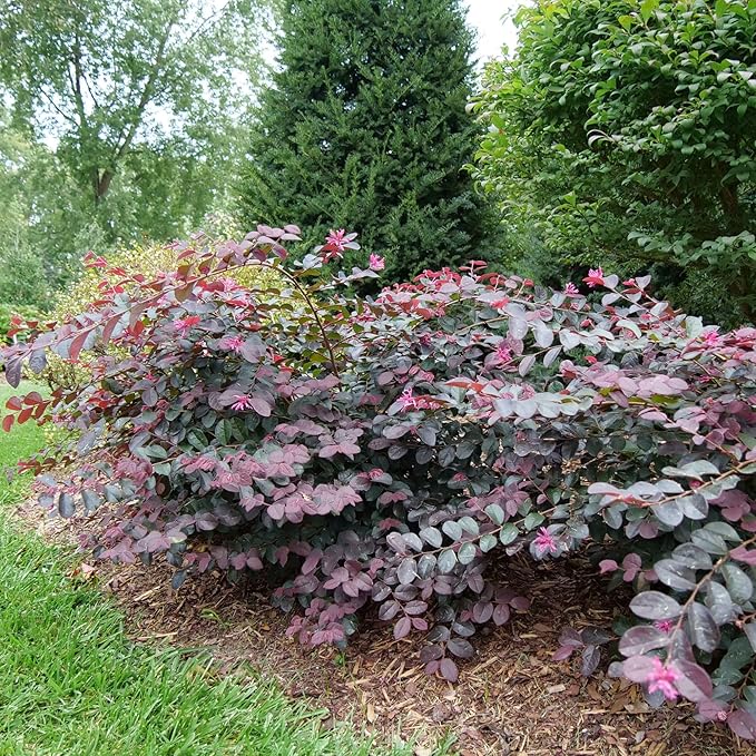 2 Gallon Proven Winners Loropetalum Jazz Hands Pink Shrub