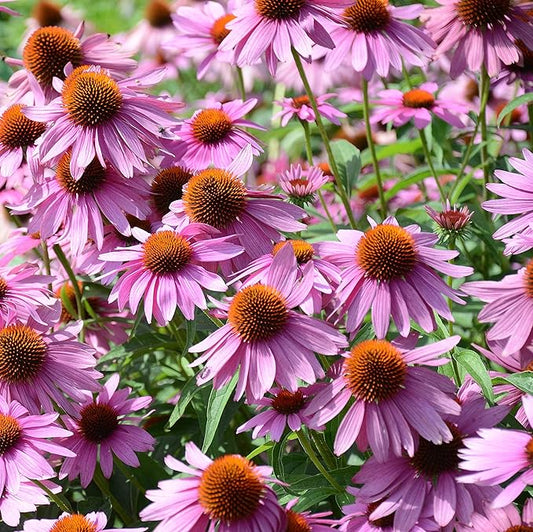 Outsidepride 1/4 lb. Perennial Echinacea Purple Coneflower Wild Flower Seed for Planting