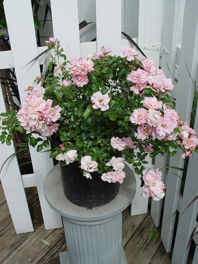 Live Plant from Green Promise Farms Flower Carpet Roses ROSA `FLOWER CARPET APPLE BLOSSOM` Pink Flower Shrub #2 Size Container White