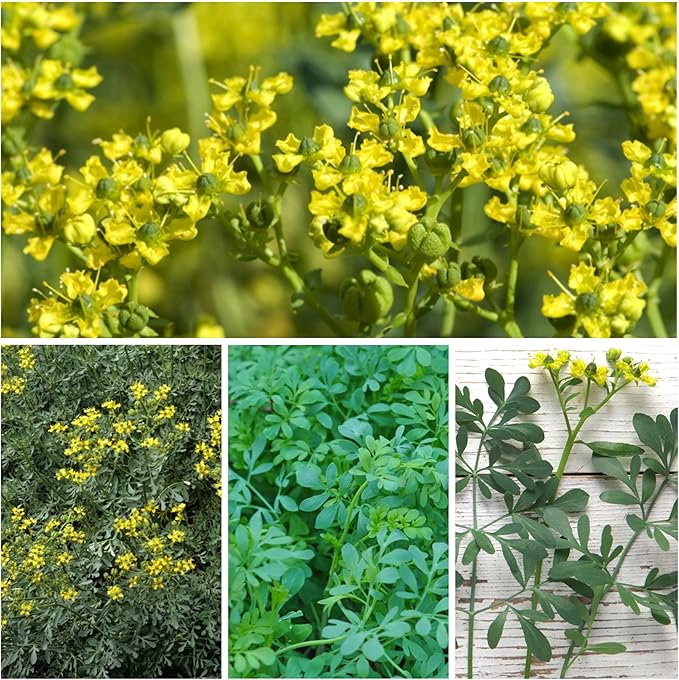 Seed Needs Rue Seeds for Planting - Non-GMO, Heirloom & Untreated Perennial Herbs - Organically Grow a Home Grown Medicinal Herb Garden Indoors or Outdoors (5 Packs)