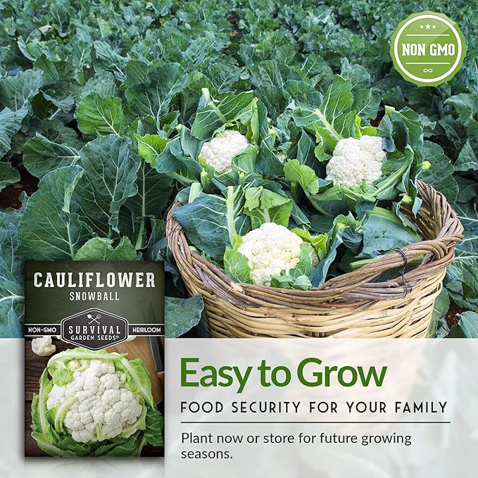 Snowball Cauliflower Seed for Planting - 3 Packets with Instructions to Plant & Grow Amazing White Vegetables in Your Home Vegetable Garden - Non-GMO Heirloom Variety - Survival Garden Seeds