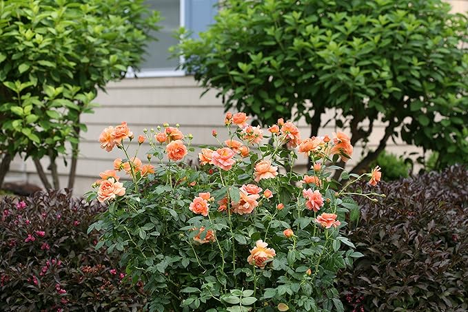 Proven Winners - ROSA `AT LAST` (Rose) Rose, orange flowers, #2 - Size Container