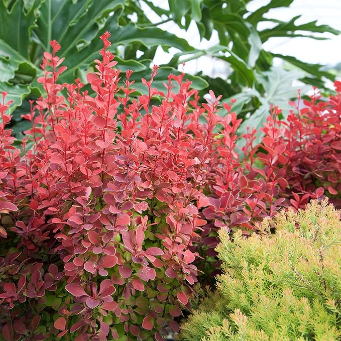 2 Gallon Southern Living Barberry Orange Rocket Shrub