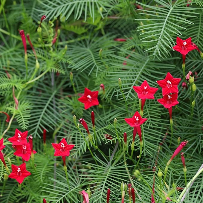 Outsidepride 200 Seeds Annual Red Cypress Vine Flower Seeds for Planting