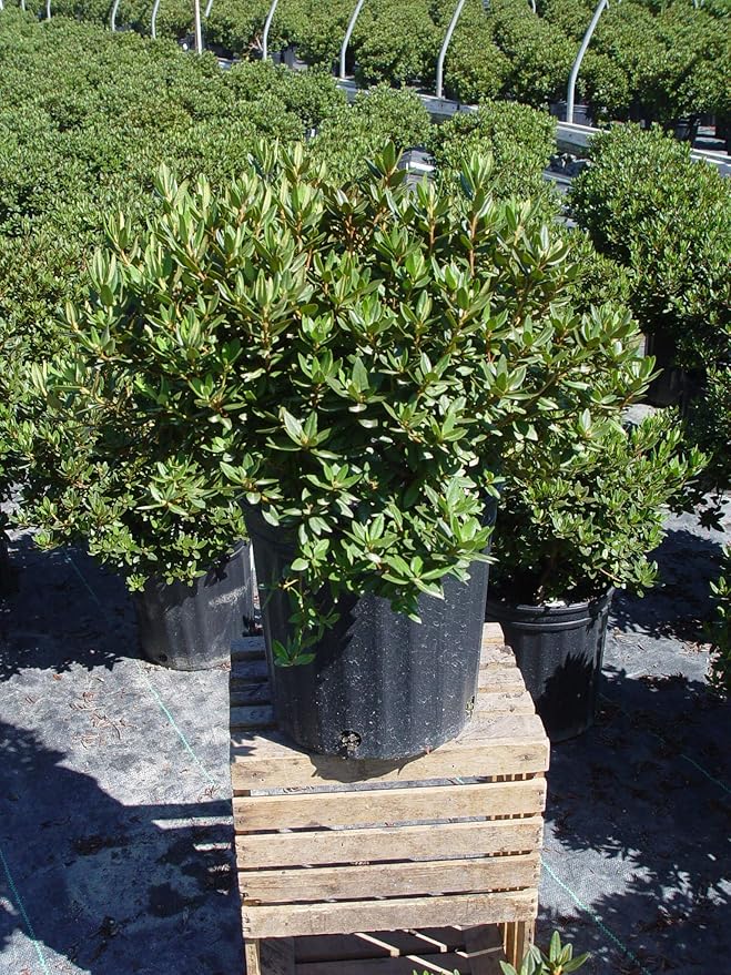 Green Promise Farms Rhododendron X GEM` Evergreen, 3 Size Container, Bluish Purple Flowers