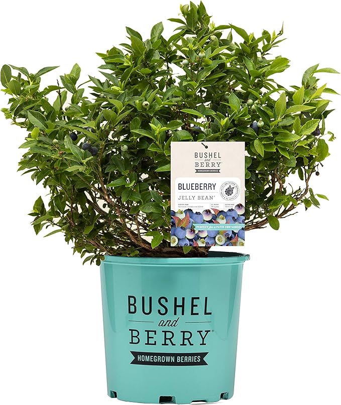 Bushel and Berry™ - Vaccinium x Jelly Bean (Blueberry) Edible-Shrub, , #2 - Size Container