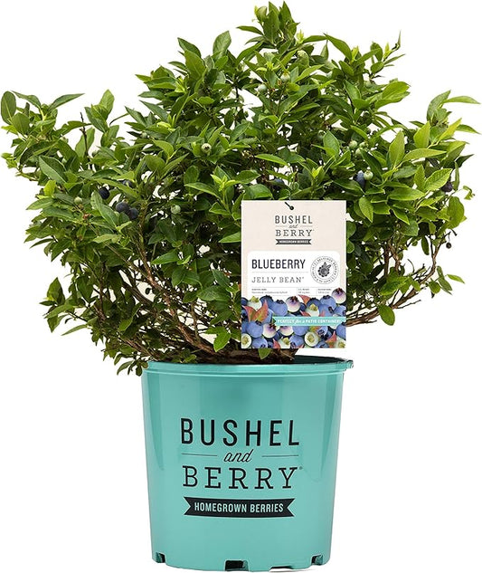 Bushel and Berry™ - Vaccinium x Jelly Bean (Blueberry) Edible-Shrub, , #2 - Size Container