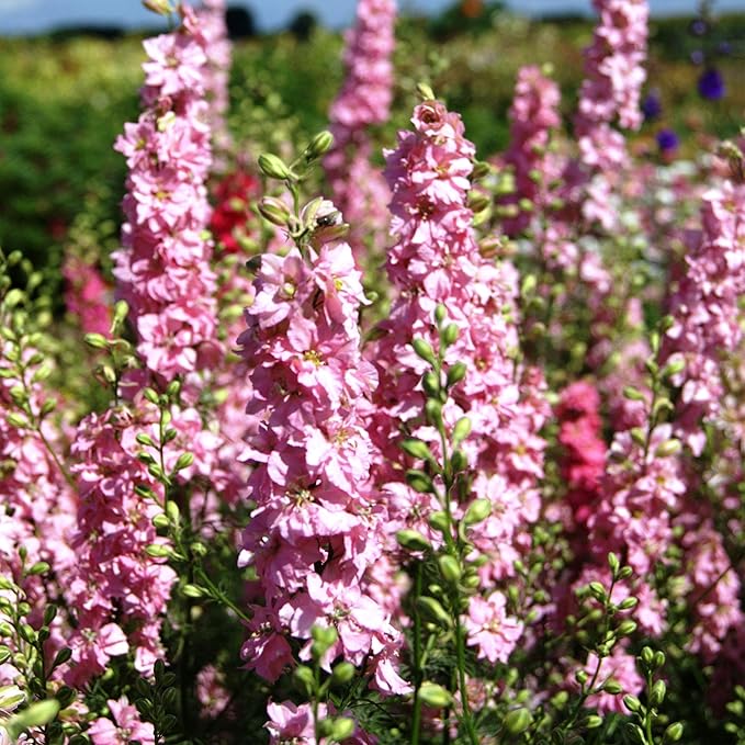Outsidepride 2000 Seeds Delphinium Pink Larkspur Flower Seeds for Planting