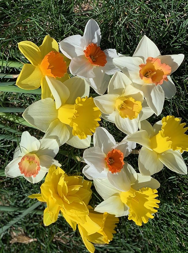 50 Daffodil Mixture - Narcissus Large Cupped Giant Mixture
