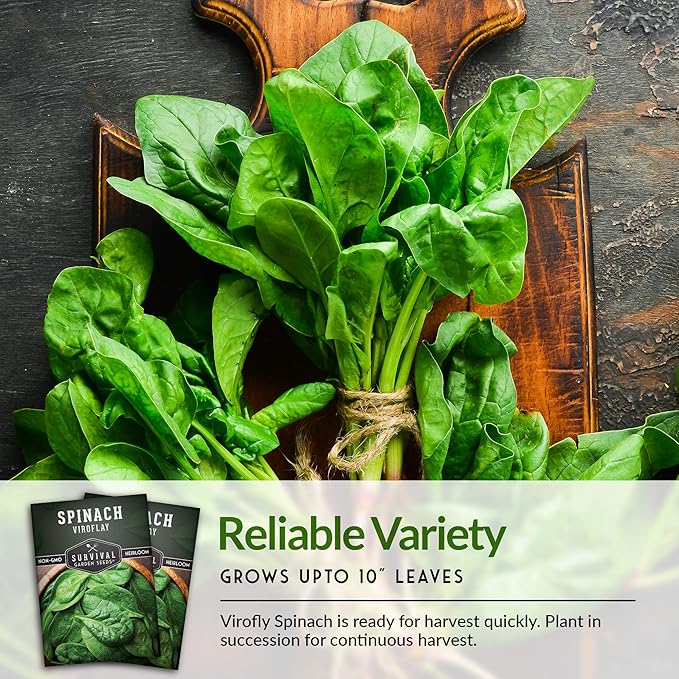 Survival Garden Seeds - Viroflay Spinach Seed for Planting - Packet with Instructions to Plant and Grow Nutritious Leafy Greens in Your Home Vegetable Garden - Non-GMO Heirloom Variety - 3 Pack