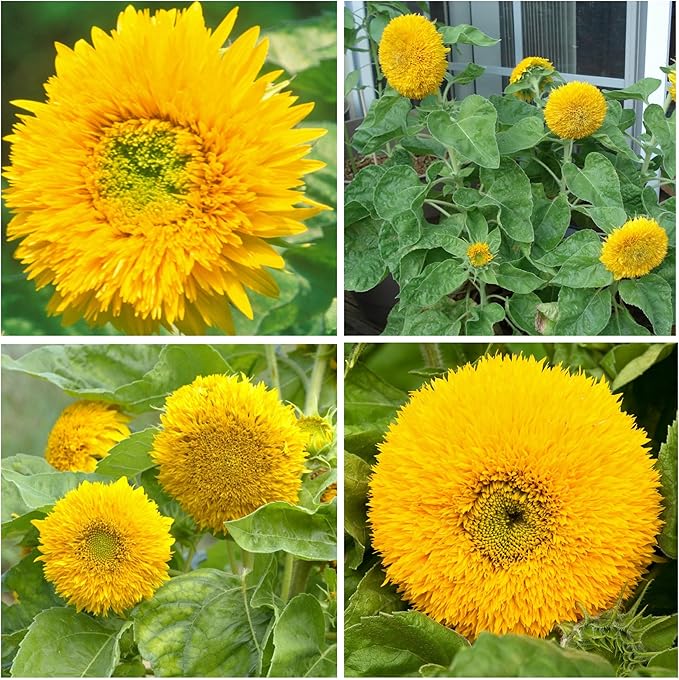 Seed Needs, Dwarf Teddy Sunflower Seeds - 100 Heirloom Seeds for Planting Helianthus annuus - Double Petaled Blooms, Attracts Pollinators/Butterflies (2 Packs)
