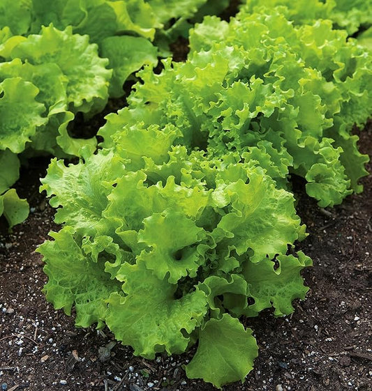 Burpee Black Seeded Simpson Lettuce Seeds 2000 seeds