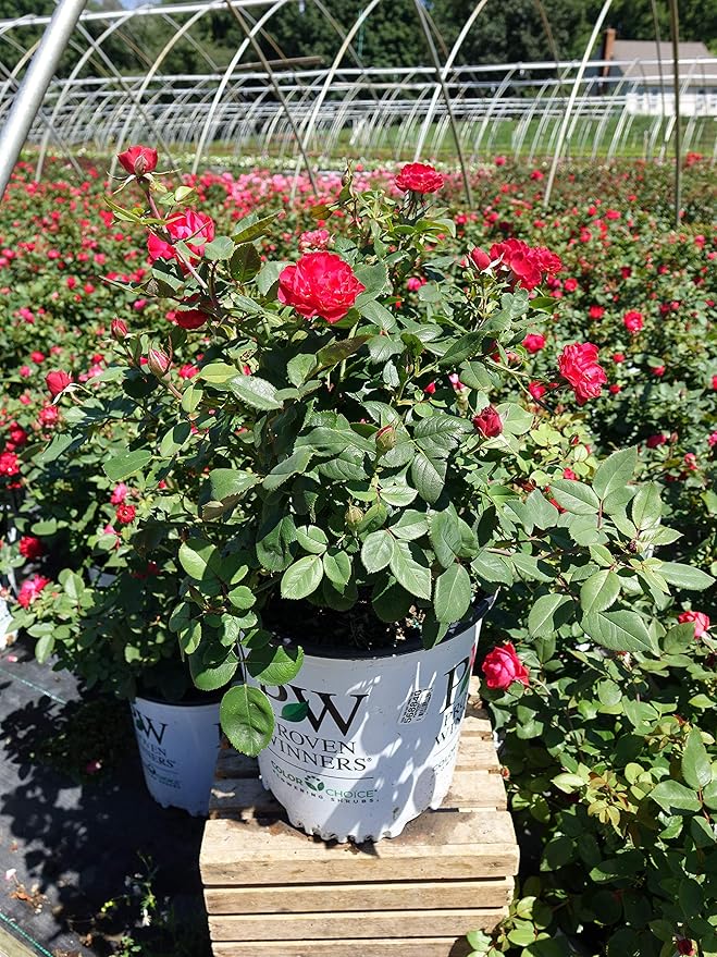 Proven Winners - Rosa OSO EASY Double Red (Landcape Rose) Rose, red flowers, #2 - Size Container