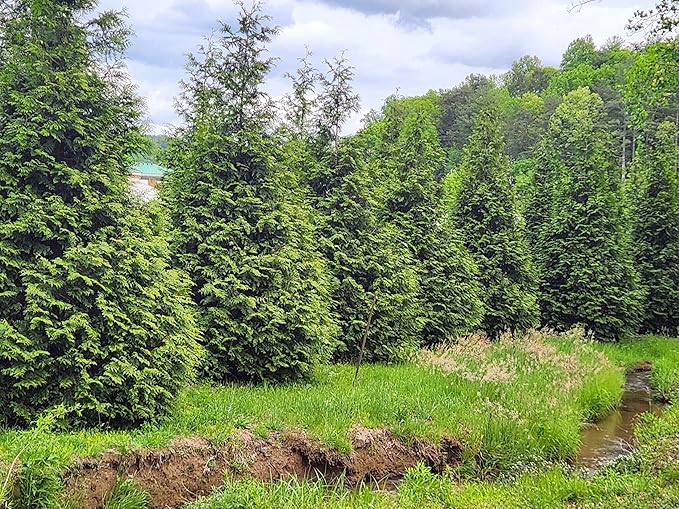 Thuja Green Giant Arborvitae Lot of 6, 3 Inch Pot