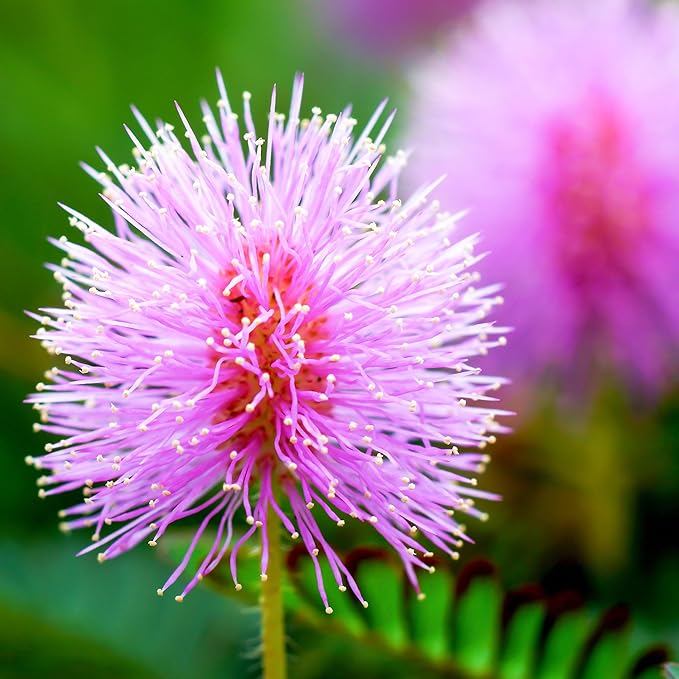 Outsidepride 1000 Seeds Annual Mimosa Pudica Sensitive Plant Flower Seeds for Planting